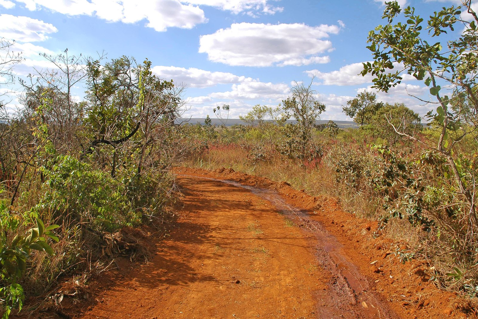 Trilha no Cerrado do parque — Parque Nacional de Brasília