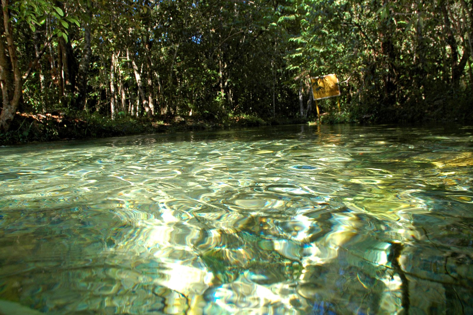 Água transparente entre a vegetação — Parque Nacional de Brasília
