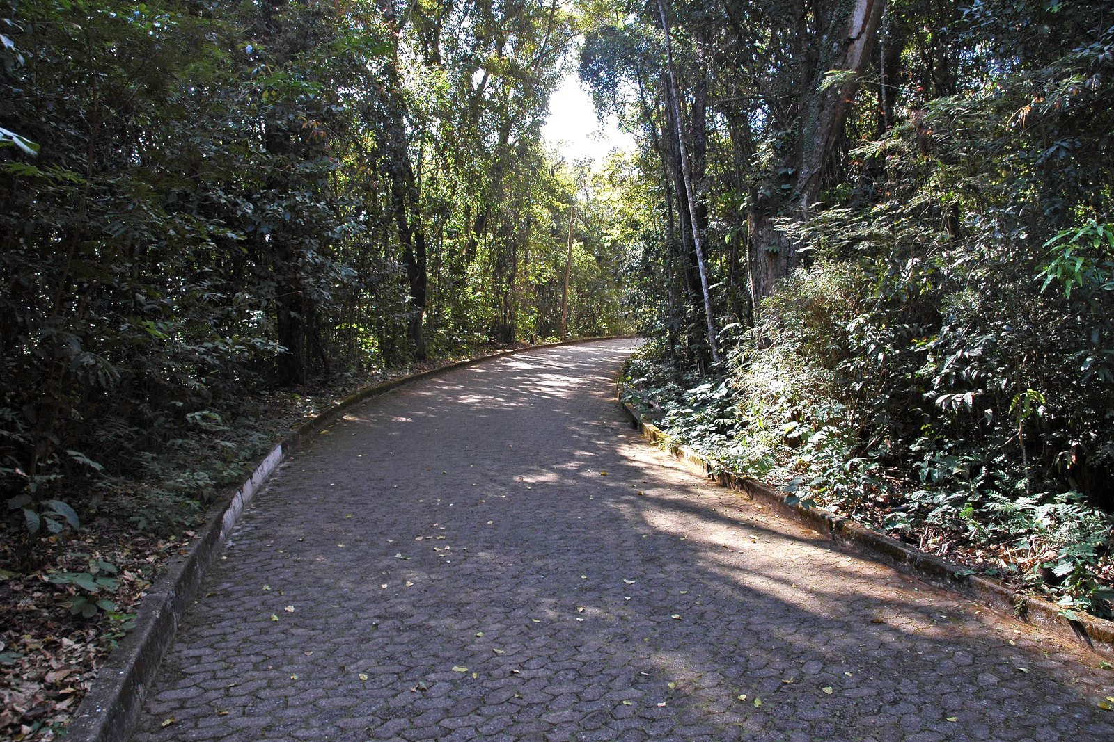Caminho sombreado entre árvores — Parque Nacional de Brasília