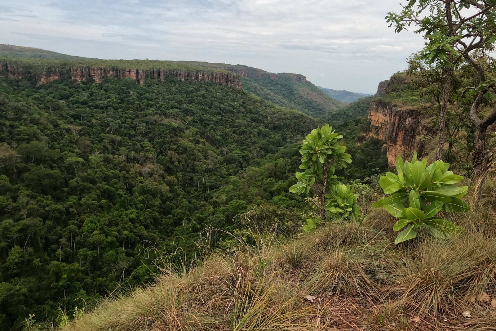 Cerrado e relevo da chapada — Parque Nacional da Chapada dos Guimarães
