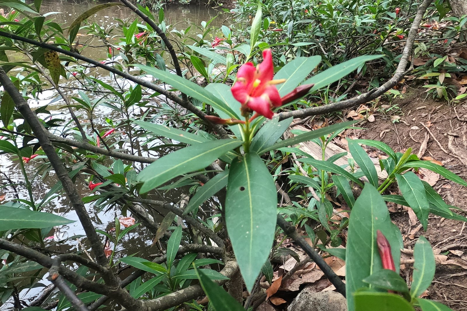 Flor do Cerrado no parque — Parque Nacional da Chapada dos Guimarães