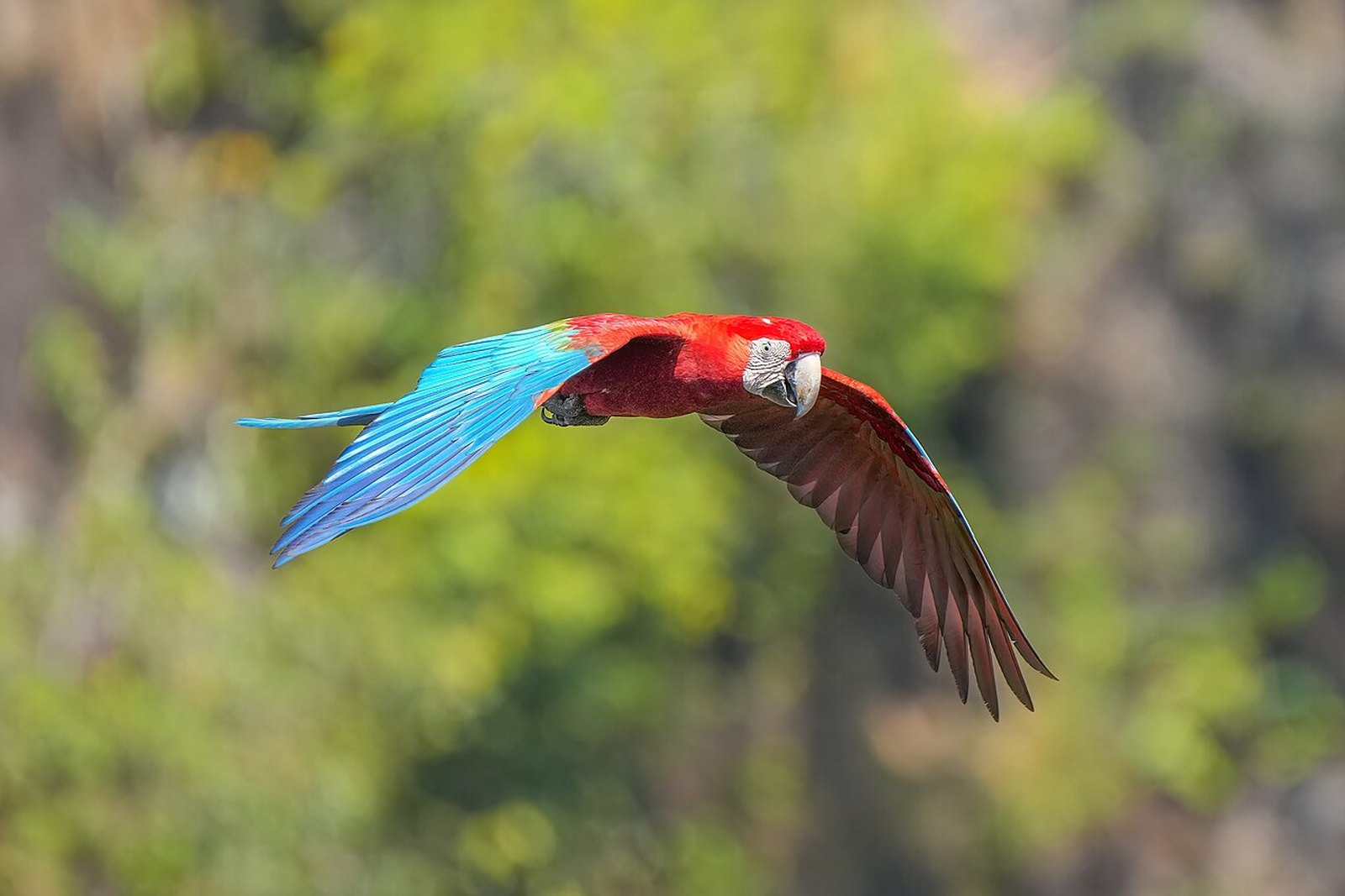 Arara sobrevoando o parque — Parque Nacional da Chapada dos Guimarães