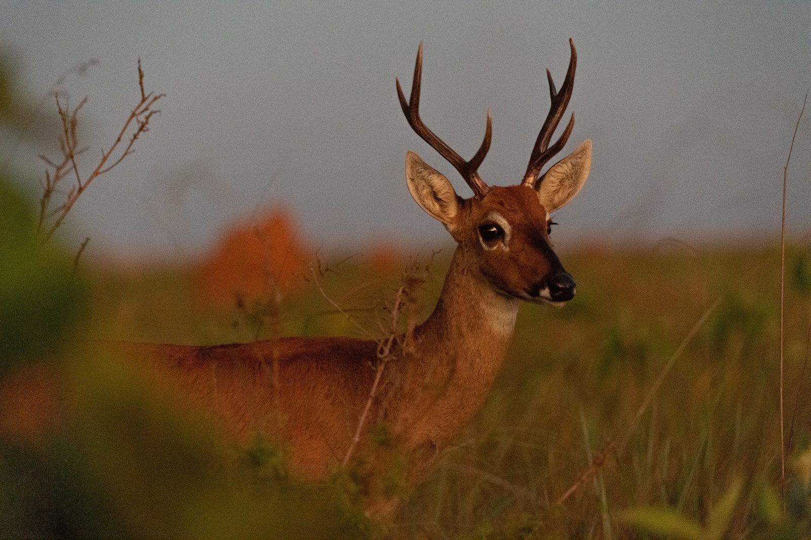 Veado-campeiro no parque — Parque Nacional das Emas