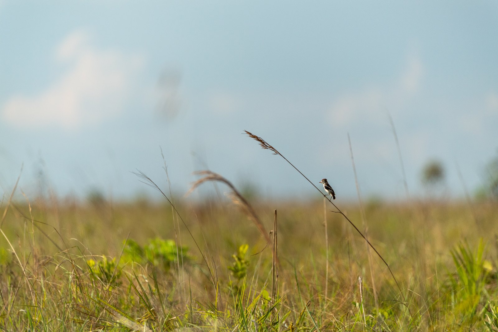 Capins e vegetação do Cerrado — Parque Nacional das Emas