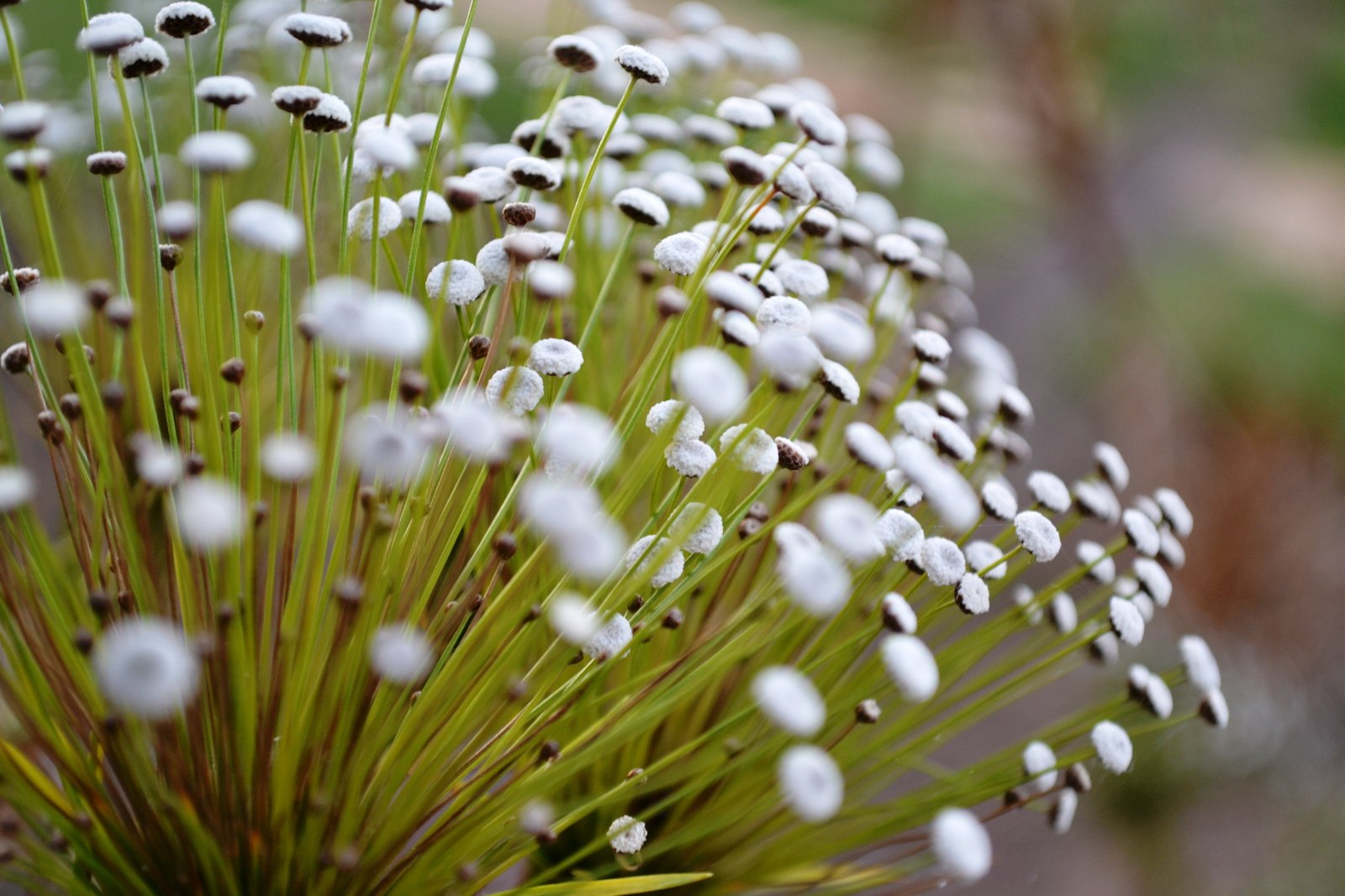 Flores do Espinhaço mineiro — Parque Nacional das Sempre-Vivas