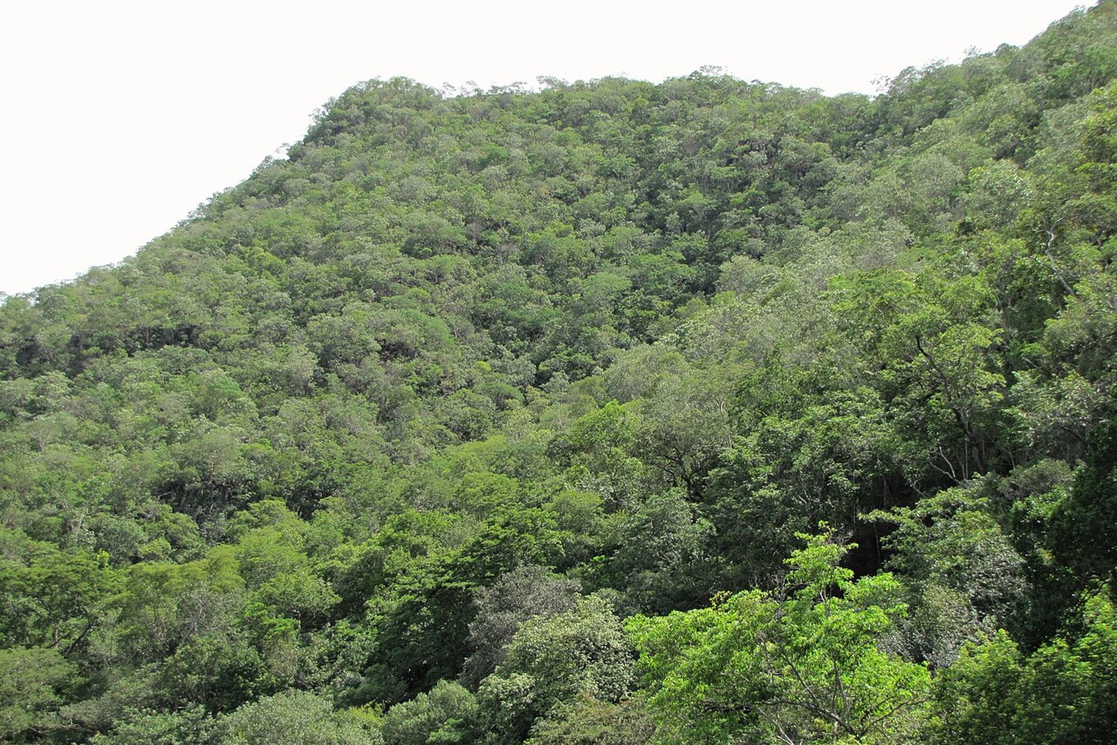 Vegetação na Serra Azul — Parque Estadual da Serra Azul